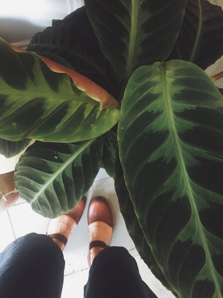 Plant Notes | Calathea