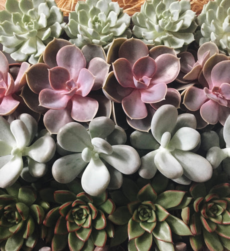 Plant notes | Succulents & Cacti