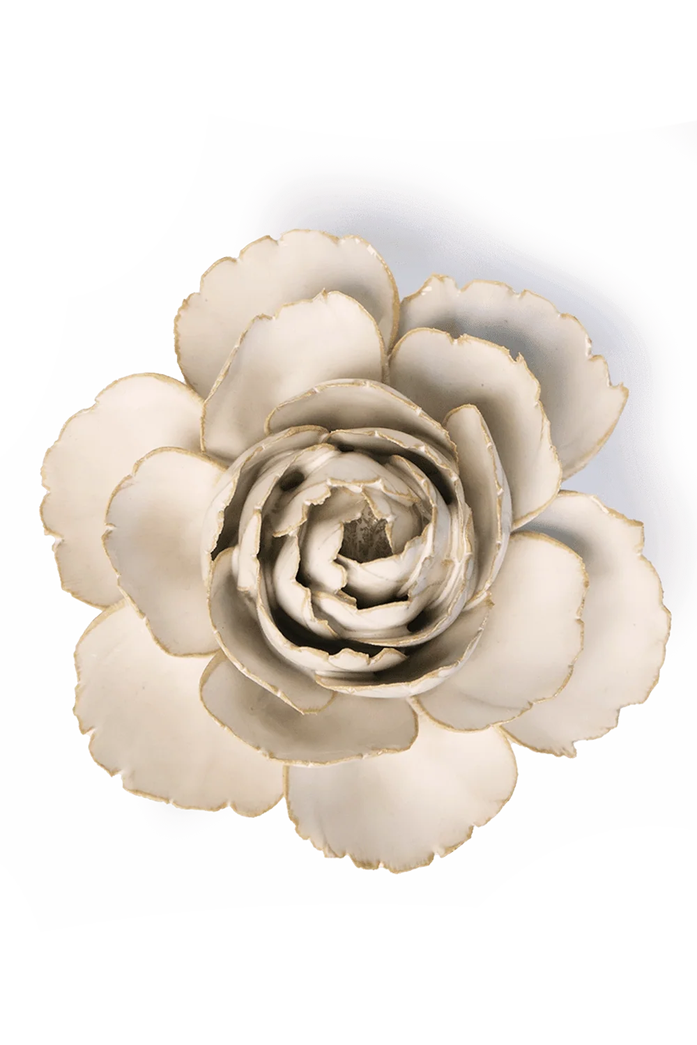 Ivory English Rose