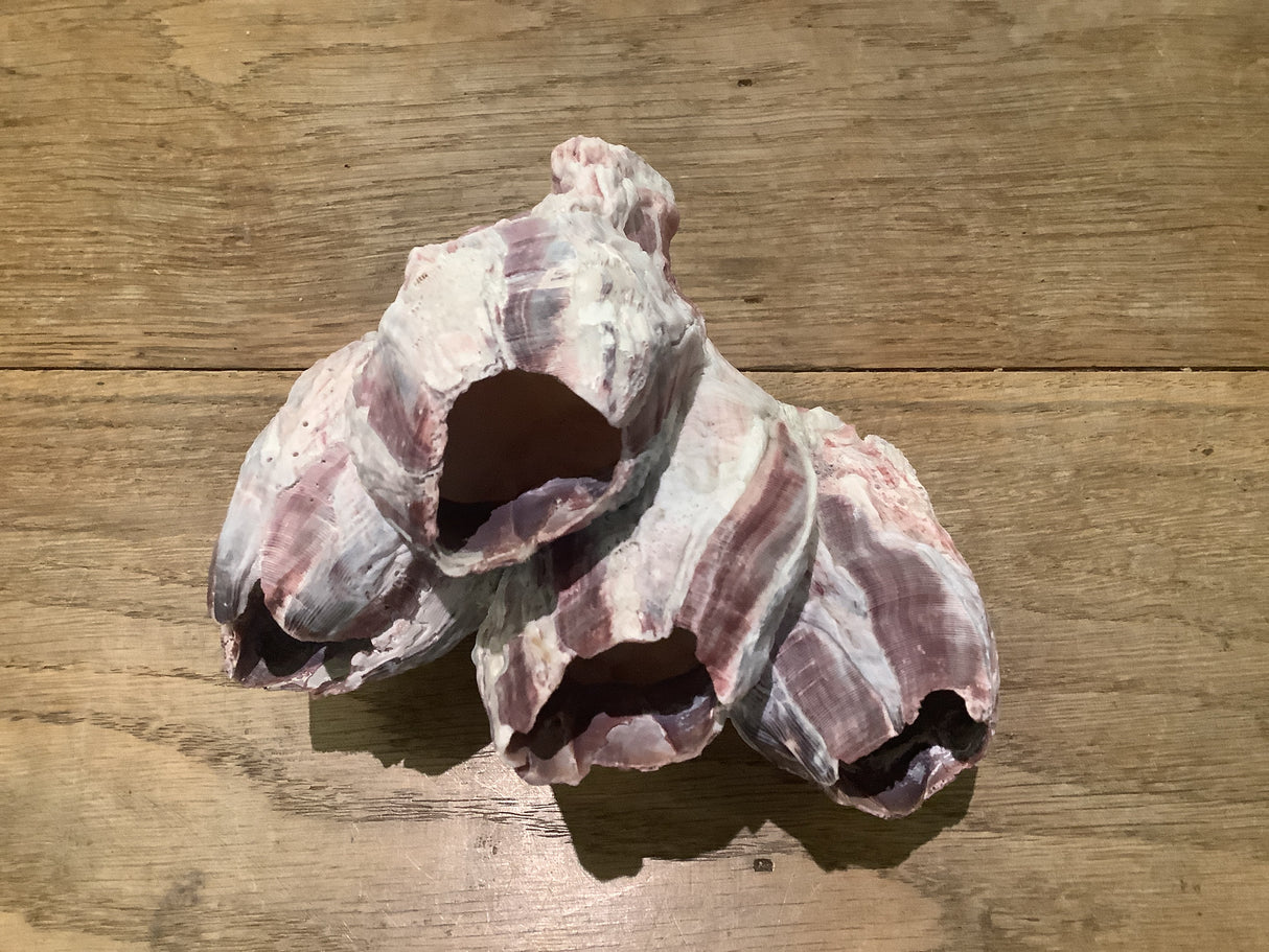 Vintage Barnacle cluster shell