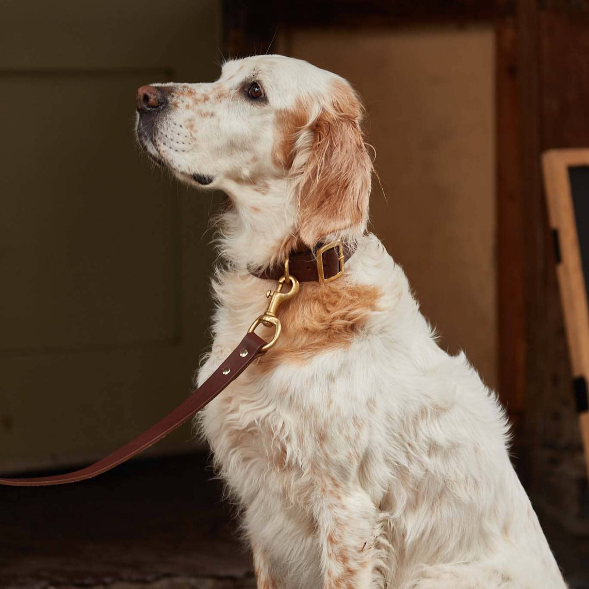 Leather dog collar (brown)