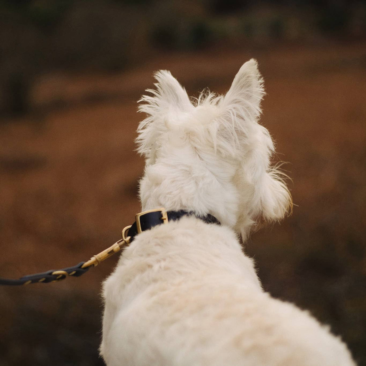 Leather dog collar (black)