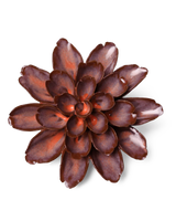 Peach Mocha Cornflower ceramic flower