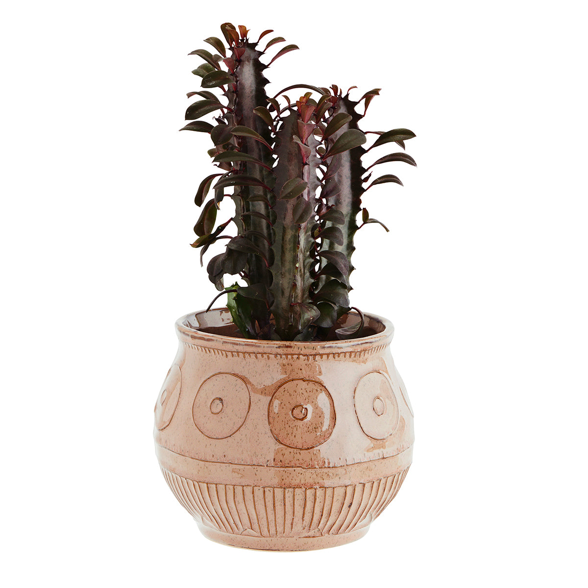 Ash rose plant pot